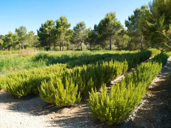 Jardín Botánico Medicinal